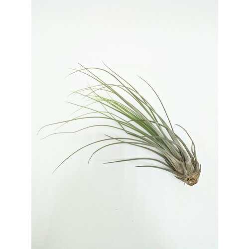    /   / Tillandsia Juncea Bonsai /  13-20