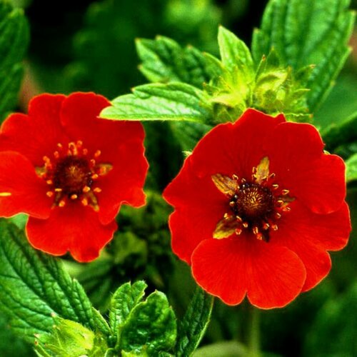 Лапчатка травянистая Гибсон Скарлет