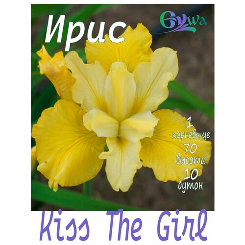 Ирис сибирский, корневище, Кисс зе Герл, 1шт