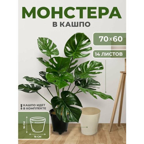 Монстера в кашпо