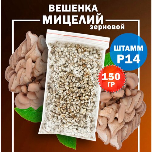 Мицелий вешенки зерновой Р14 (летний) - 150 гр