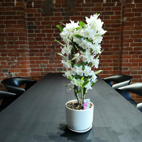 Орхидея дендробиум в горшке из керамики