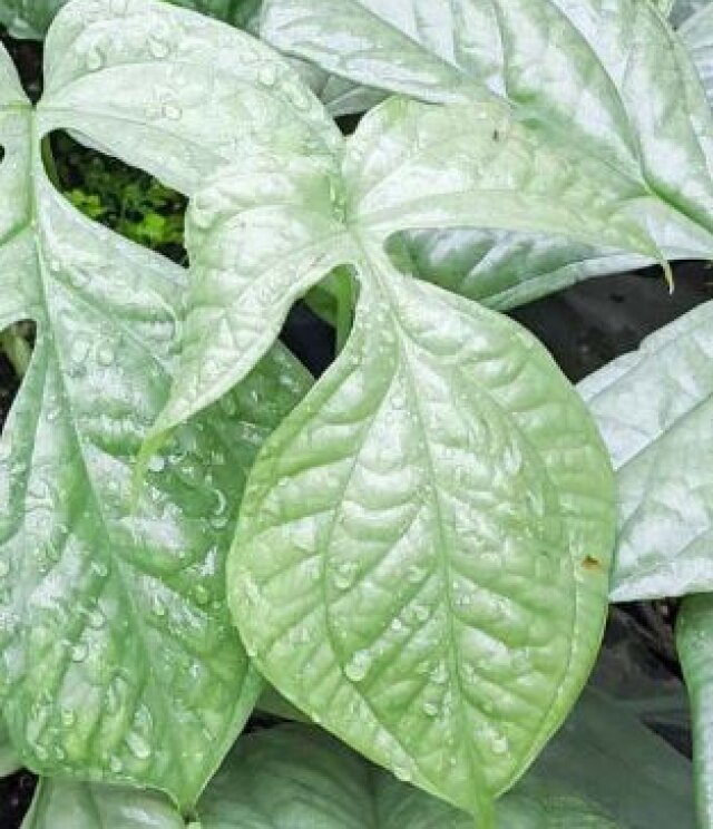 Монстера Амидриум Медиум Сильвер