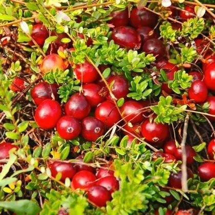 Клюква крупноплодная Стивенс