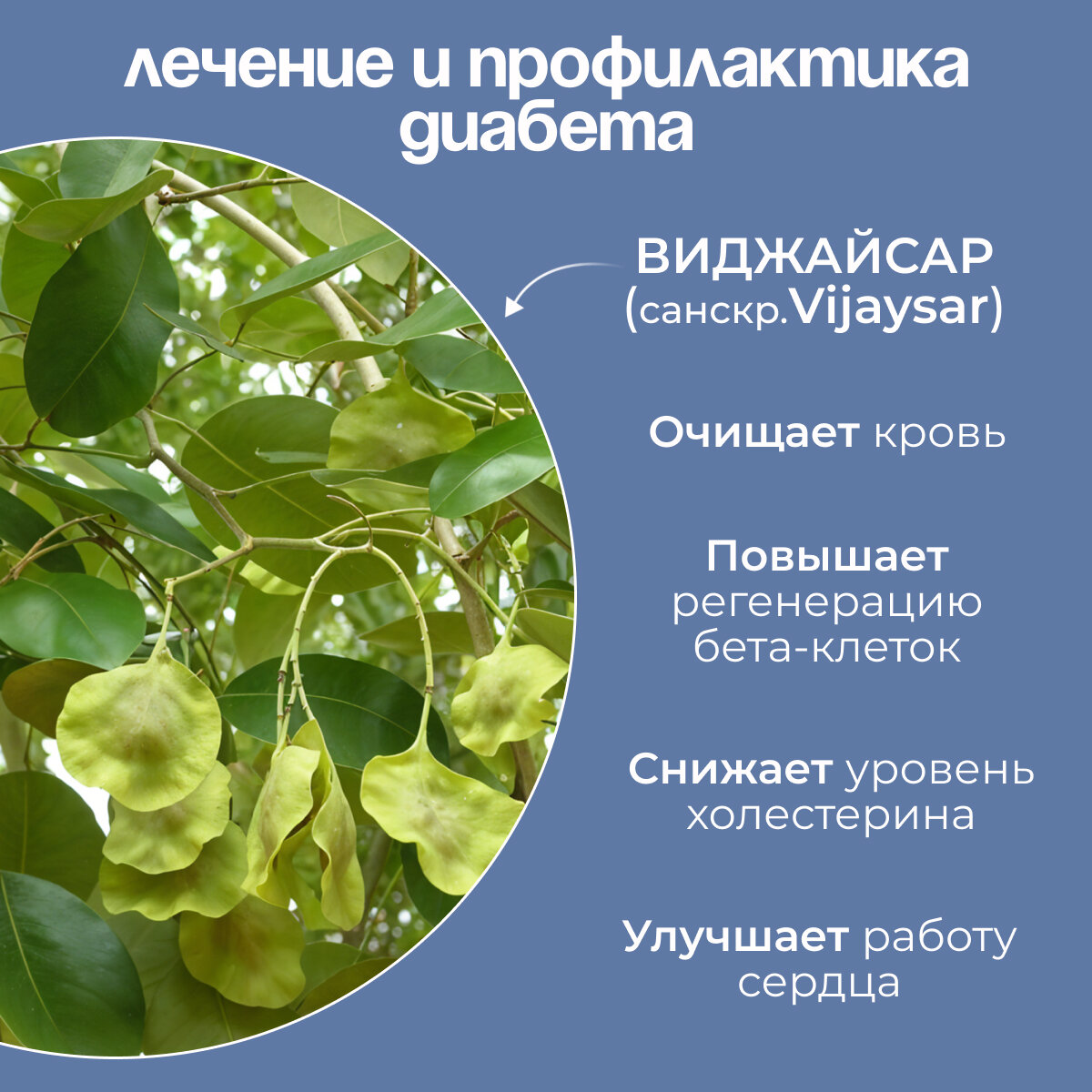 Антидиабетический стакан Шанти Веда из дерева Виджайсар (Vijaysar Shanti Veda) для лечения и профилактики диабета, 1 шт. — фото 1