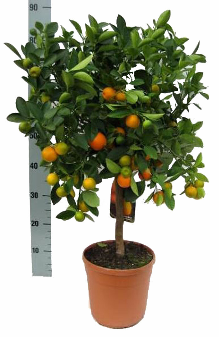 Каламондин - Citrofortunella D24 H90
