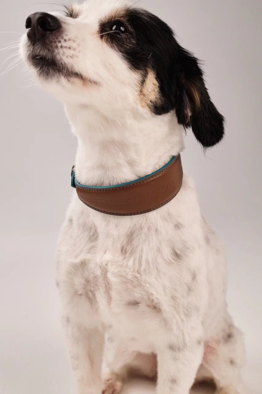 Ошейник POVOD Brown/Blue, натуральная кожа, для собак, прогулочный, цвет коричневый/синий, размер S-M — фото 1
