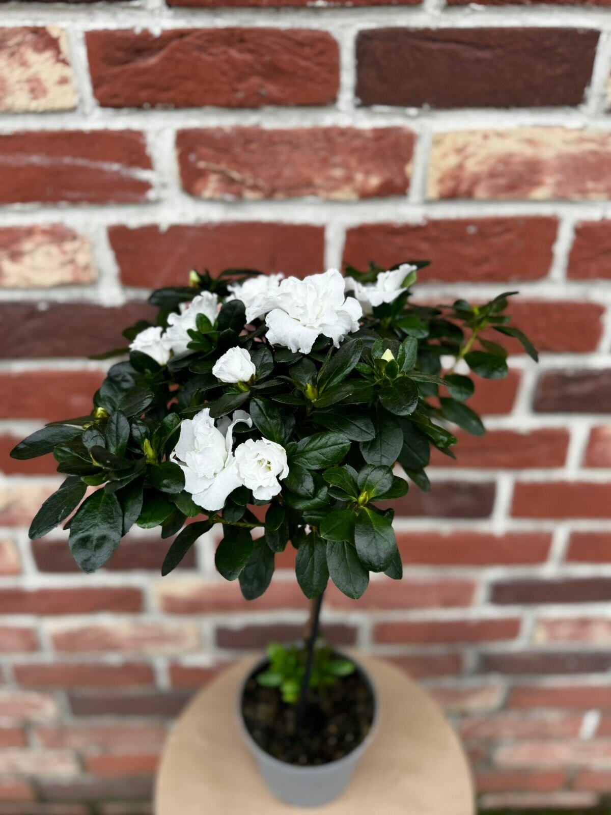 Комнатное Растение 