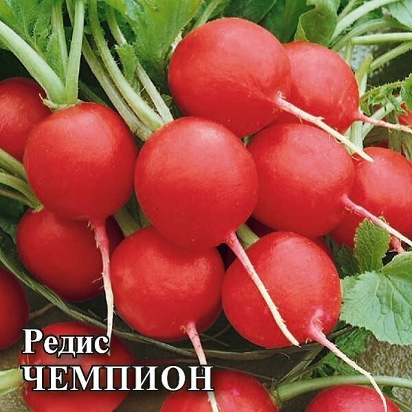 Коллекционные семена редиса Чемпион