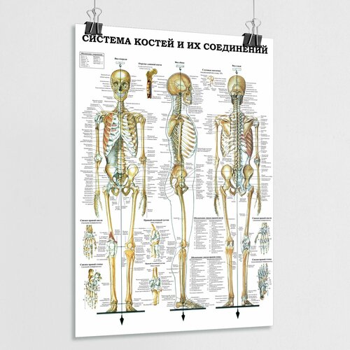 Плакат по анатомии человека "Система костей и их соединений" / ламинированный / А-1 (60x84 см.)