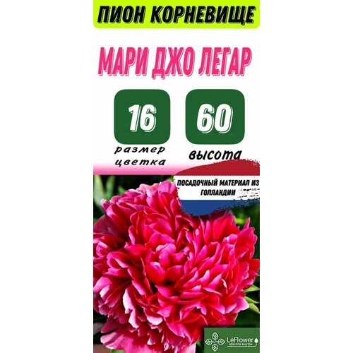 Пион Корневище, Мари Джо Легар, 1шт