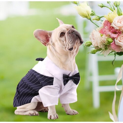 Пиджак жилетка для собак праздничная (44см )