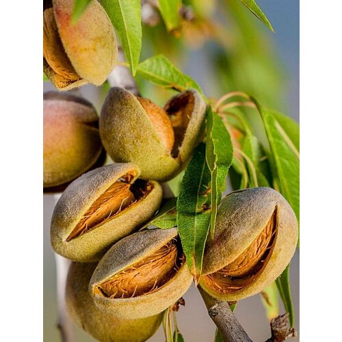Семена Миндаль обыкновенный горький (Prunus dulcis amara), 5 штук