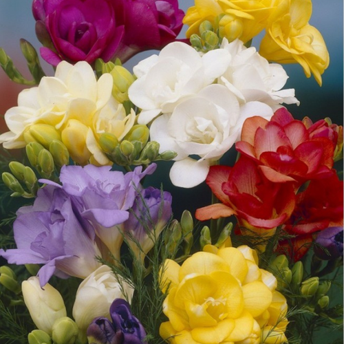 Луковицы Фрезия MIX ( 10 шт )