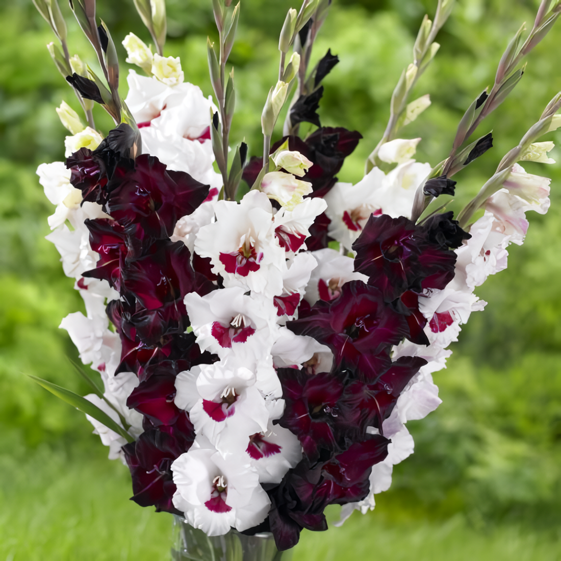 Луковицы цветов , WOW FLOWERS , Гладиолусы Бордо энд Вайт , белый, бордовый , ( 20 штук )