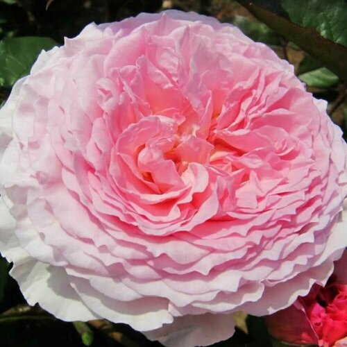 Роза английская парковая Джеймс Гэлвей роза английская парковая гертруда джекилл