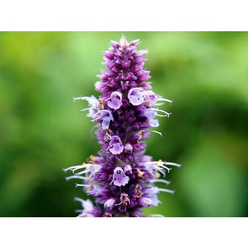 Лофант анисовый Франт (Мята корейская) (лат. Agastache foeniculum) семена 100шт + подарочек лофант семена алтая анисовый 0 5г