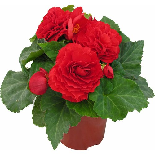 Растение Бегония Клубневая 35 см 649₽