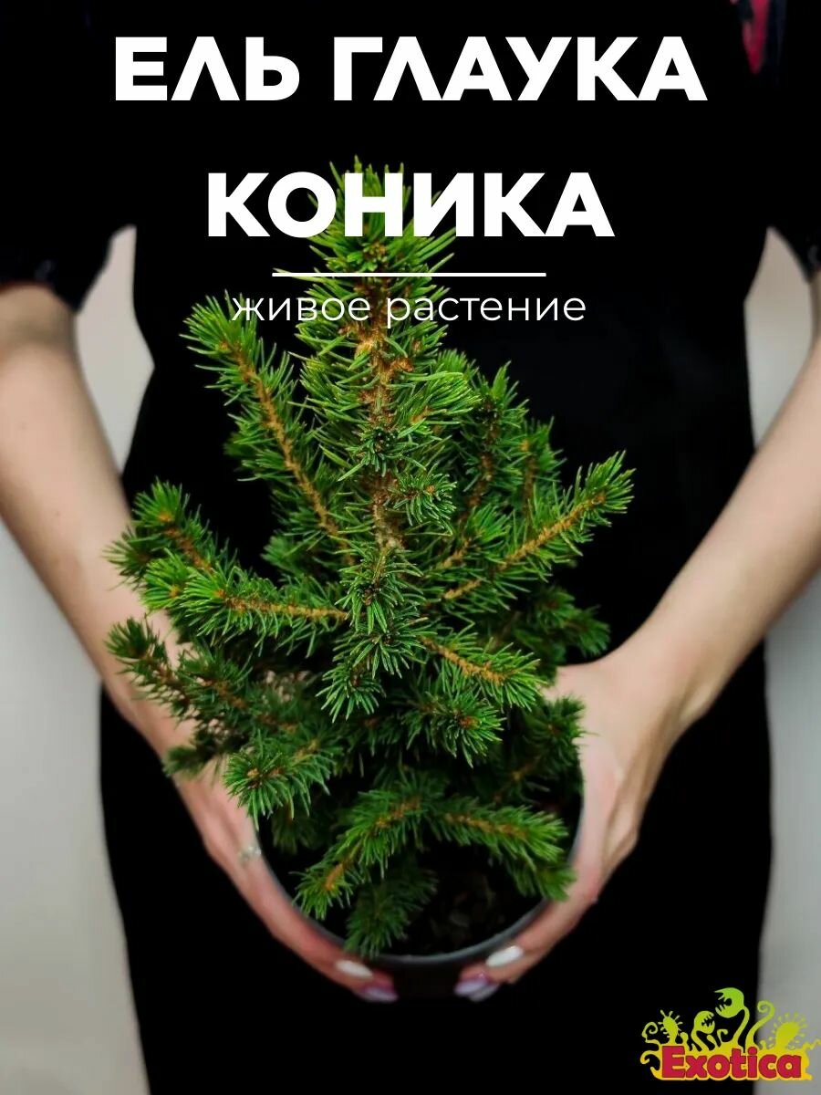 Ель Глаука Коника (Picea Glauca Conica) D12см домашний цветок
