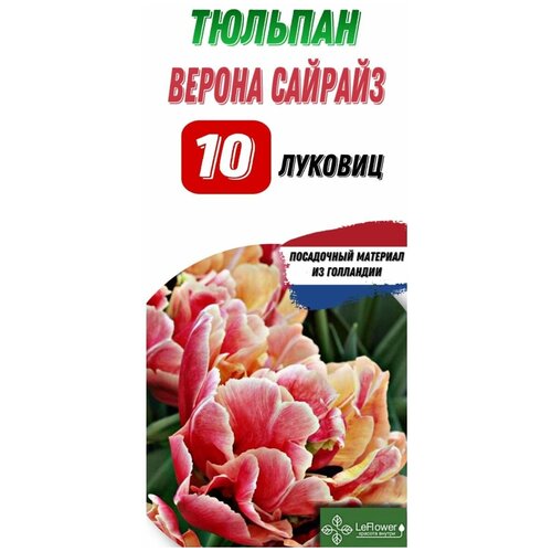 Тюльпан веронасайрайз10шт,Голландия