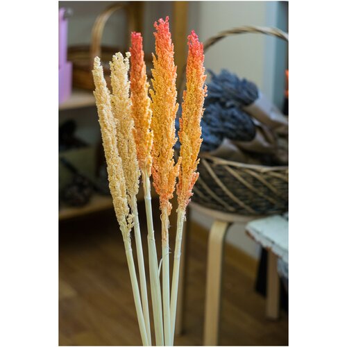 Сухоцветы для напольной вазы/ амарант кремово- оранжевый 5 шт