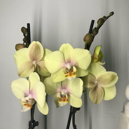 Орхидея фаленопсис