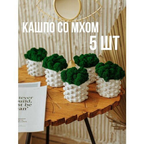 Кашпо и мох стабилизированный 2400₽