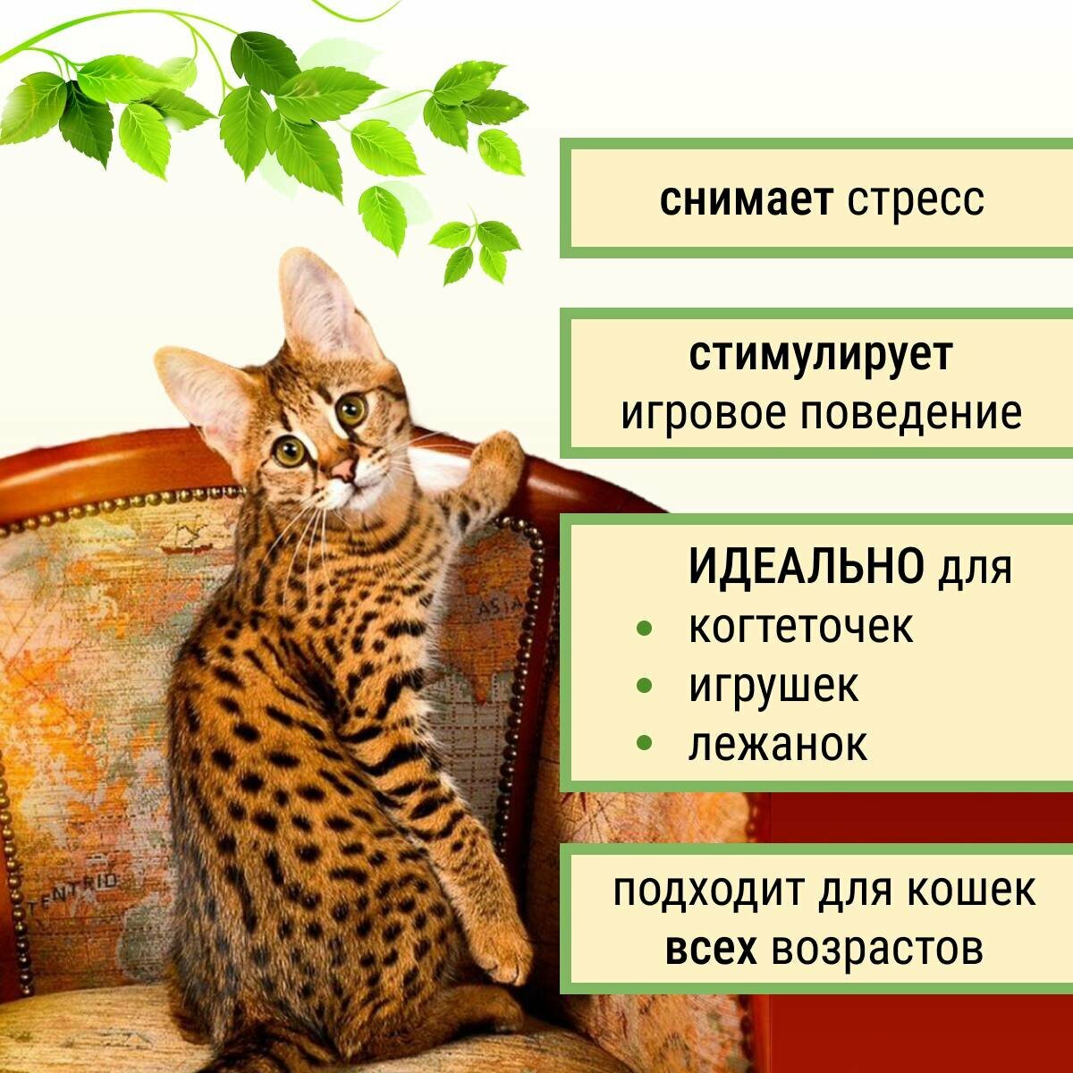Кошачья мята Мататаби , антистресс для кошек - фотография № 2