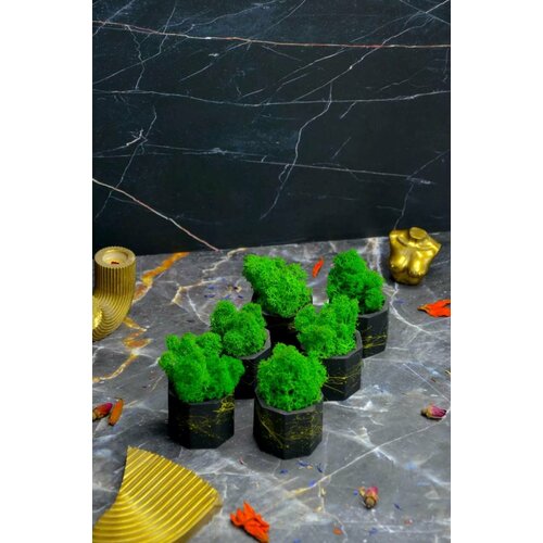 Большой Набор Кашпо Со Мхом Стабилизированным