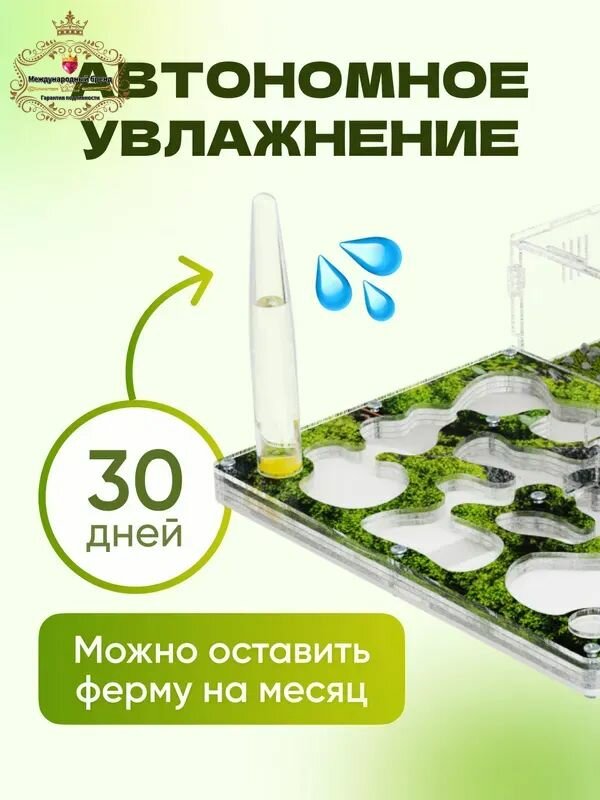 Муравьиная ферма — фото 1