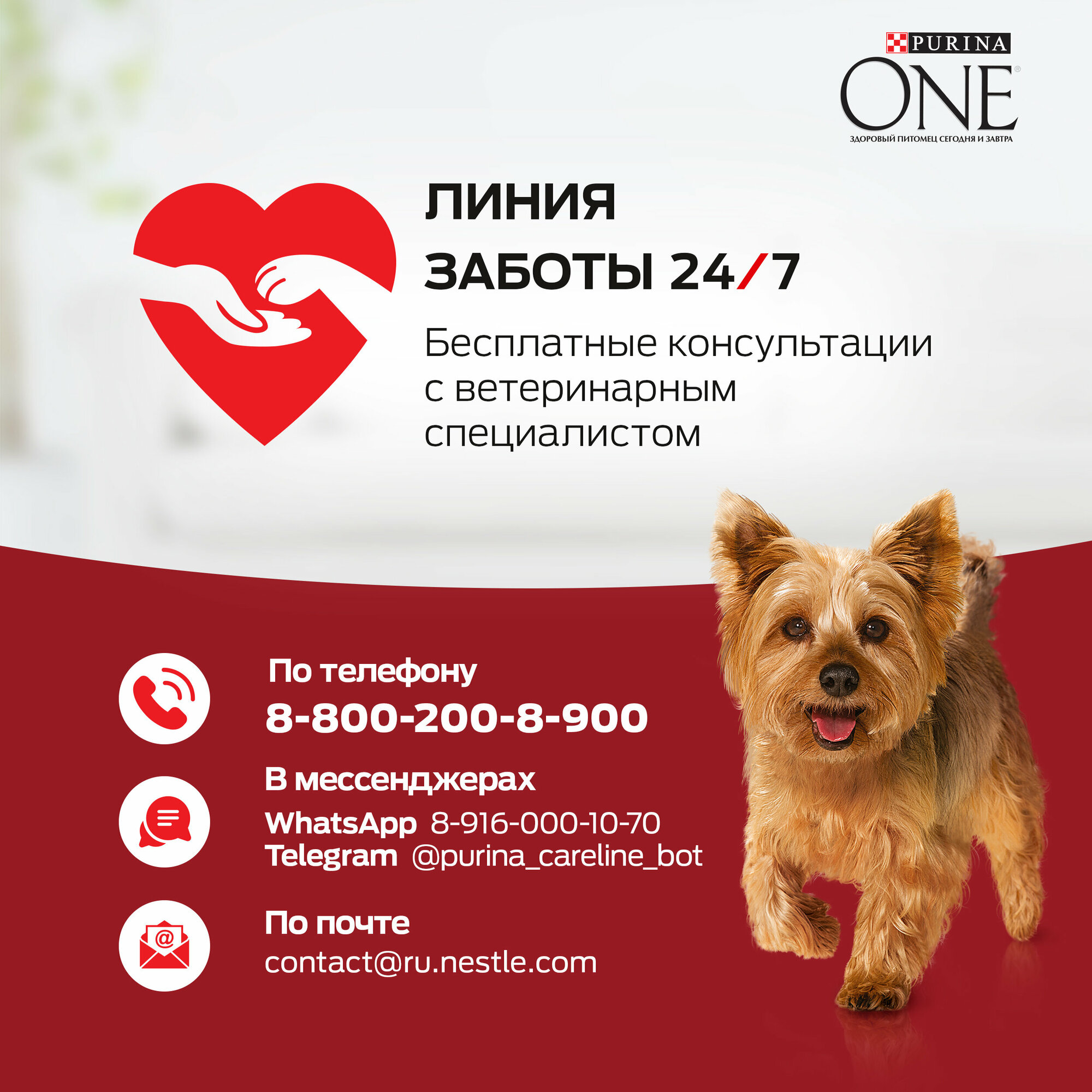 Корм влажный Purina One Мини набор для активных взрослых собак мелких и карликовых пород говядина, картофель, морковь, утка, паста и зеленая фасоль в подливе 10 шт x 85 г