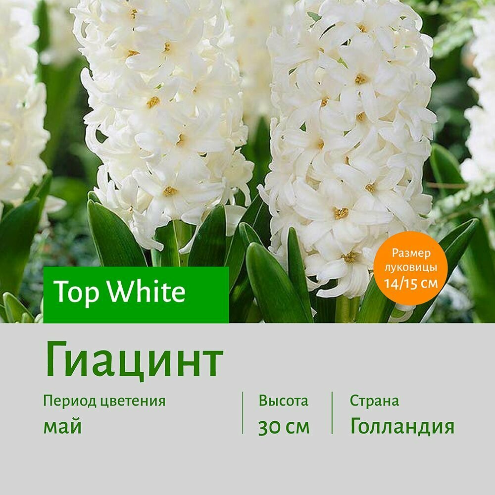 Гиацинт Топ Вайт (Top White) луковицы 1 шт сотка