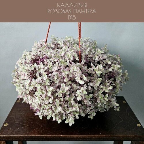 Каллизия ажурная розовая пантера в подвесном кашпо диаметр горшка 15 см комнатные растения живые цветы в горшках живые комнатные цветы 1489₽