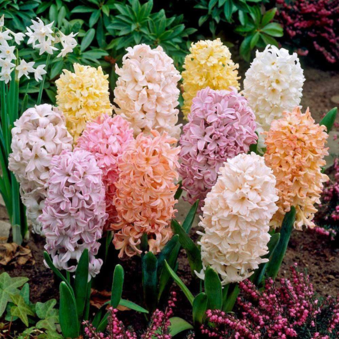 Луковицы цветов, сhipollino flowers, гиацинты PASTEL MIX (3 луковицы)
