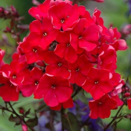 Флокс метельчатый Starfire, Саженцы, С1 (1 литр), ЗКС - Цветы многолетние