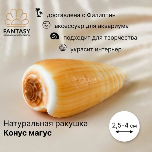 Ракушка натуральная FANTASY Конус магус, морская раковина, 2,5-4 см, 1 шт.