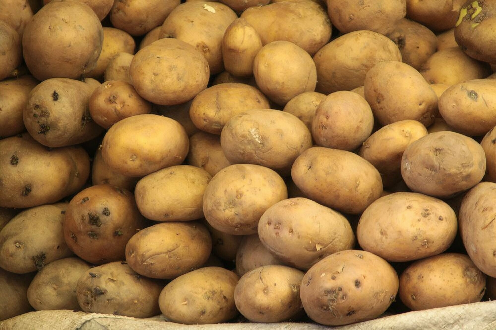 Картофель семенной селекционный сортовой Коломба клубни 5 кг - фотография № 10
