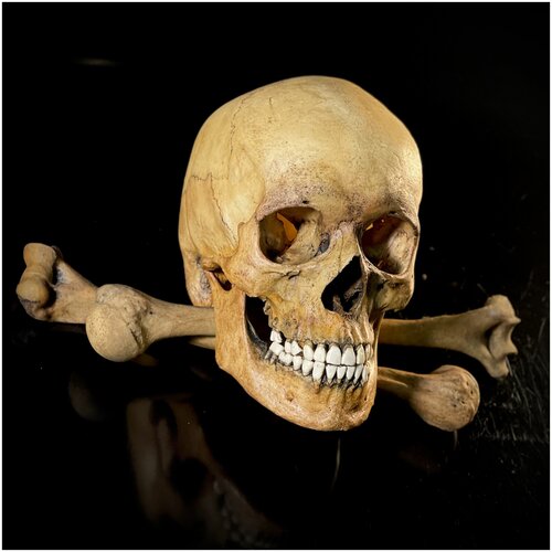 Череп и кости человека набор анатомических моделей