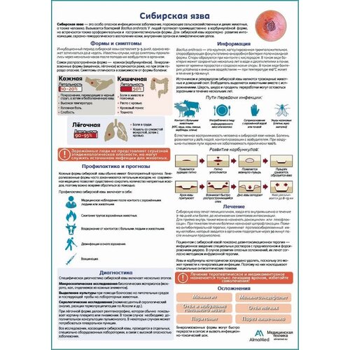Сибирская язва медицинский плакат глянцевая фотобумага от 200 г/кв.м, размер A2+