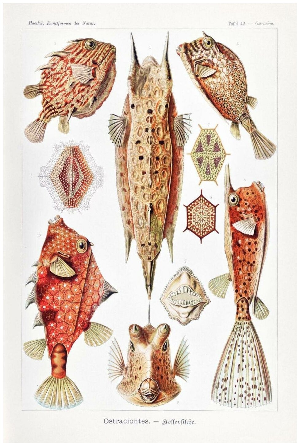 Постер / Плакат / Картина Рыбы - Красные рыбы 90х120 см в подарочном тубусе