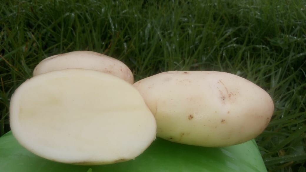 Картофель семенной флагман (суперэлита) (4 кг) мегаурожайный - фотография № 4