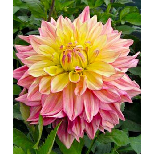 Георгин Вандас Аврора (крупноцветковый), 1 клубень цветы георгины декоративные тартан 1 клубень в пакете kebol