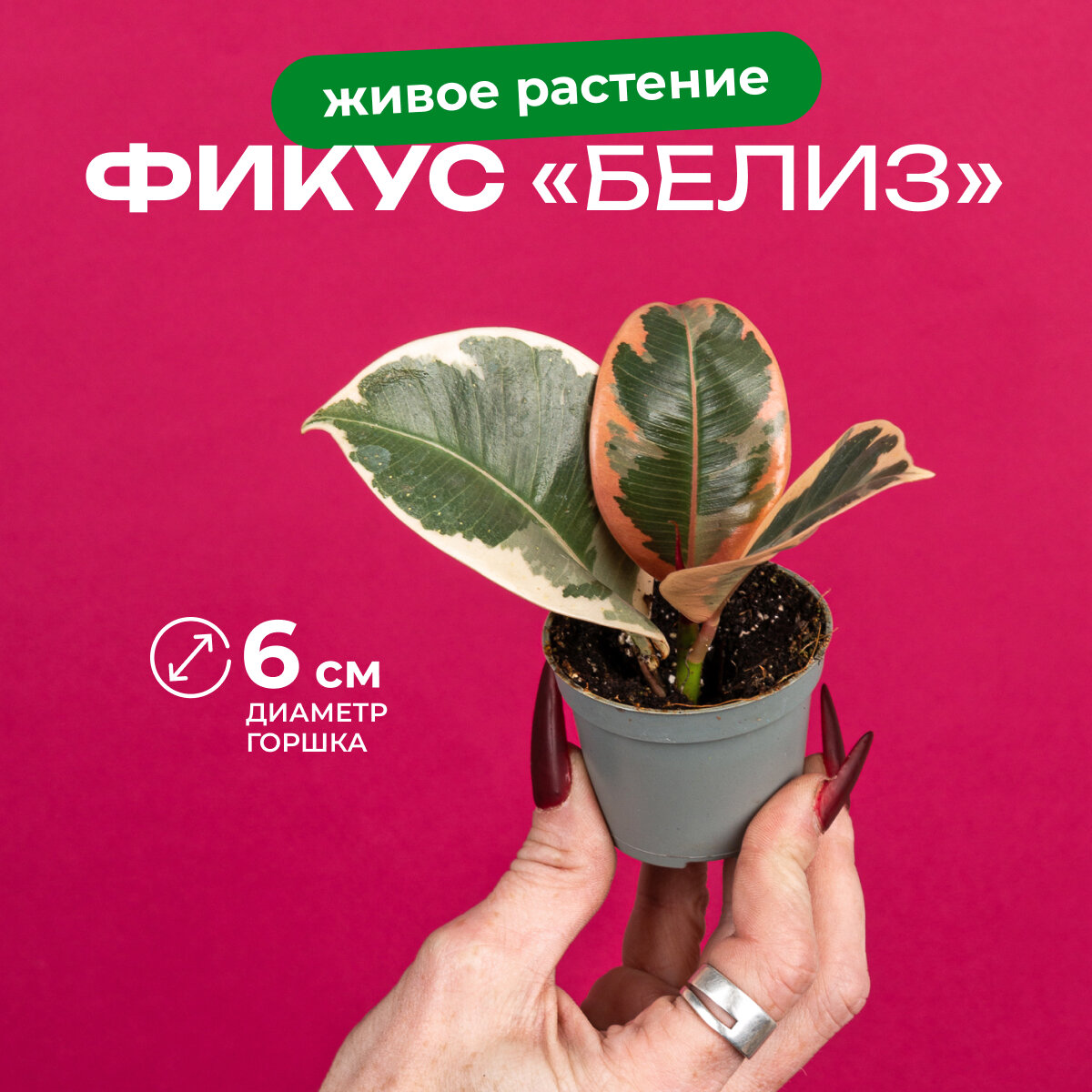 Фикус белиз высота 12см в горшке D12см