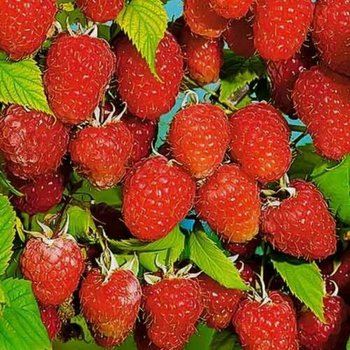 Изображение товара Малиновое дерево Таруса / 1 шт, морозостойкий, раннеспелый сорт