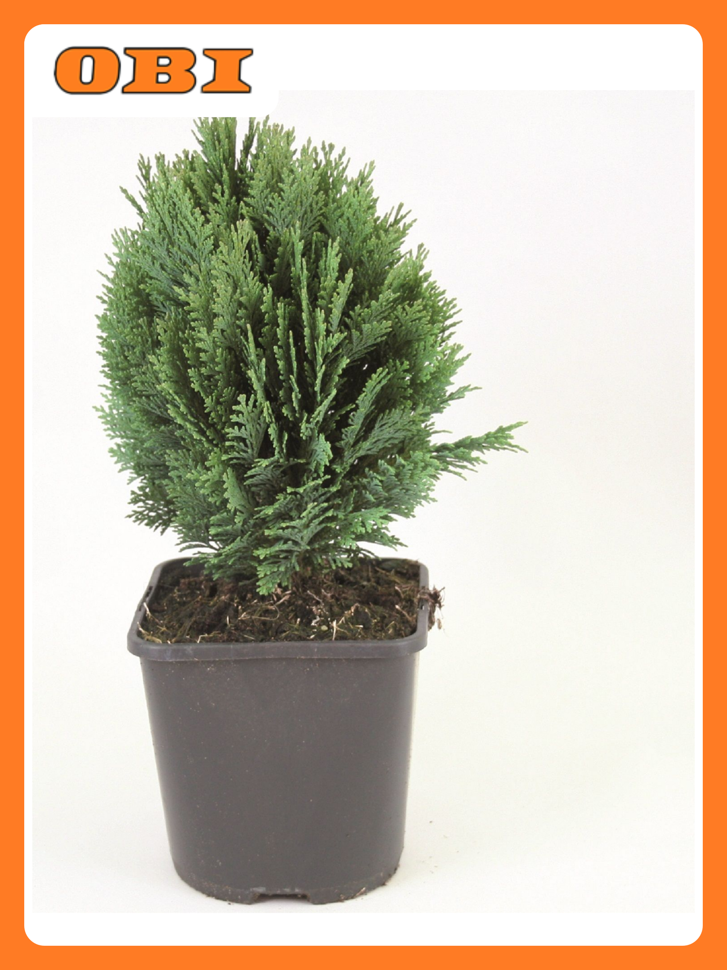 Кипарисовик "Минима Глаука" 881956 многолетнее хвойное декоративное растение