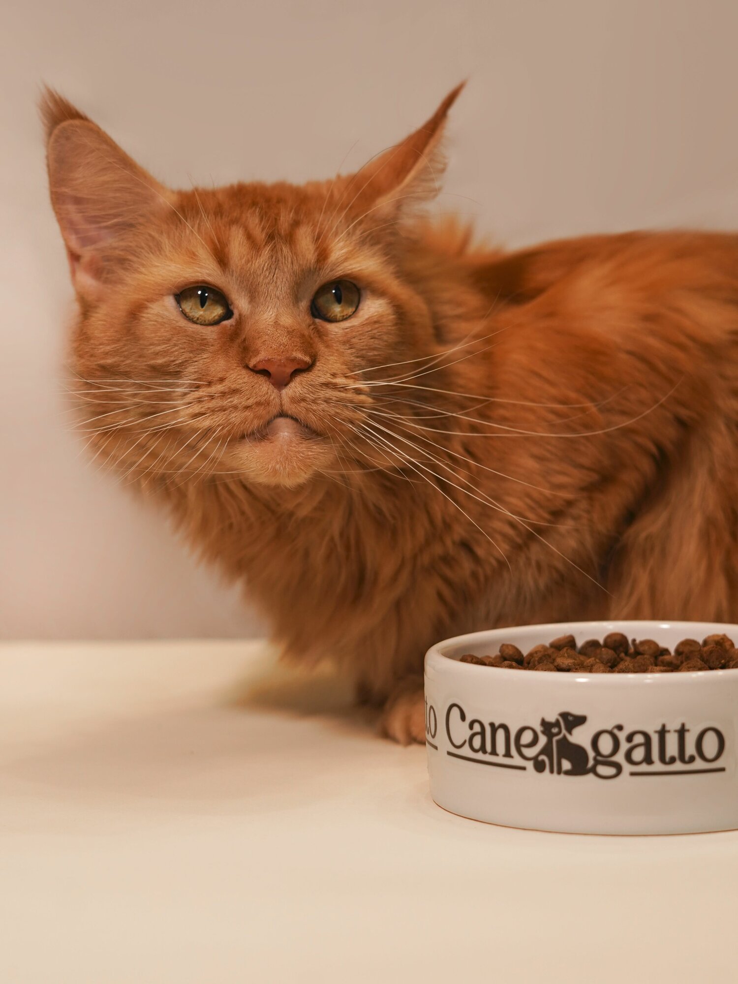 Корм для кошек сухой CANEGATTO, со вкусом лосось 1,5 кг, супер премиум - фотография № 10