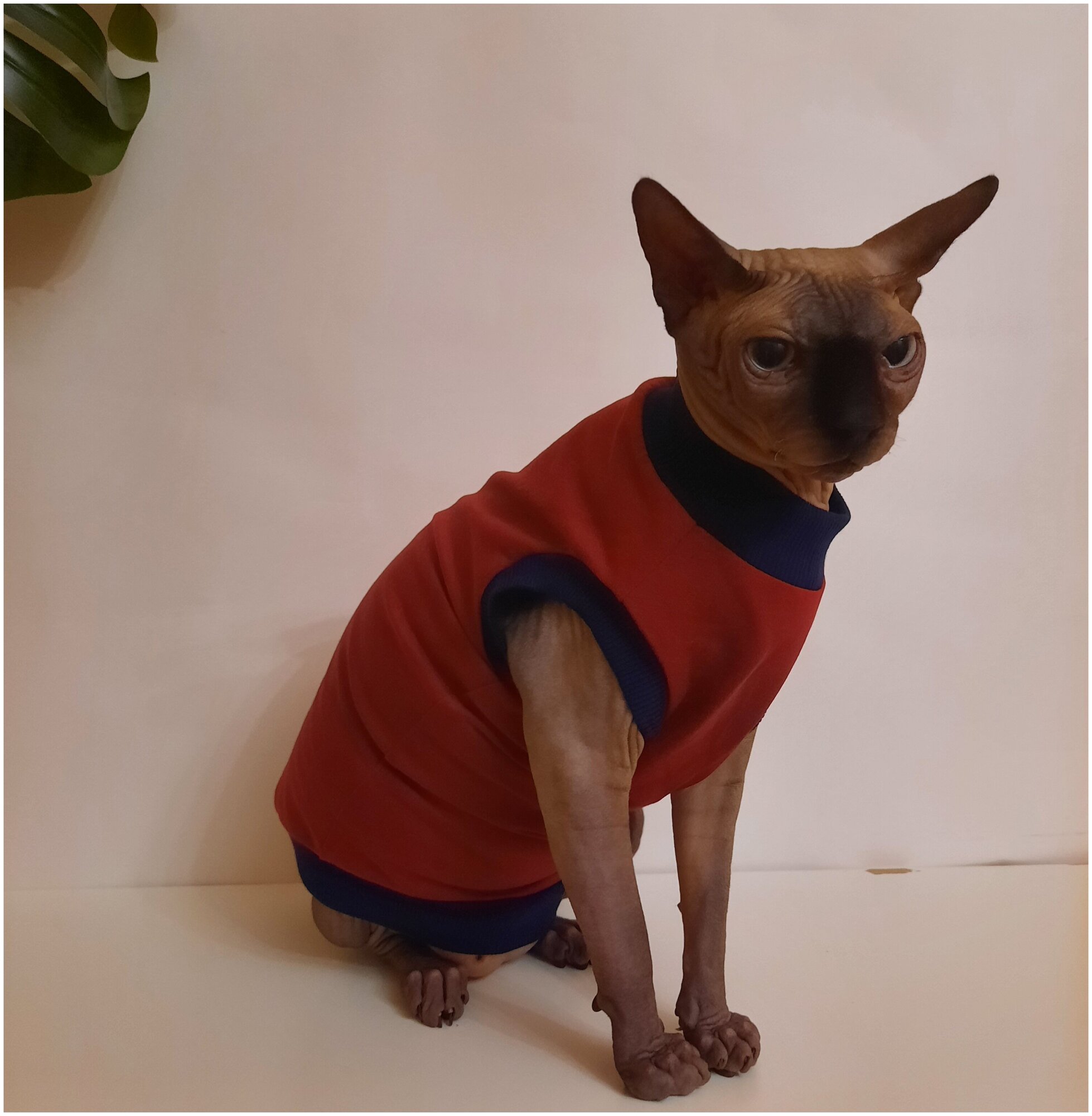 Свитшот для кошек, размер 40 (длина спины 40см), цвет бордовый / толстовка свитшот свитер для кошек сфинкс / одежда для животных - фотография № 10