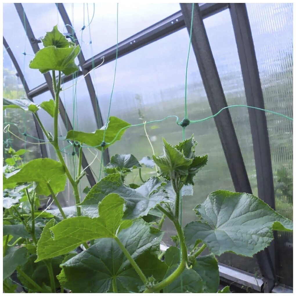 Шпалерная сетка для огурцов и вьющихся растений "Interlok" (размер 2 м х 10 м) - фотография № 2