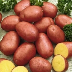 Картофель семенной Ред Фэнтези ( 2 кг в сетке 28-55 мм, элита )