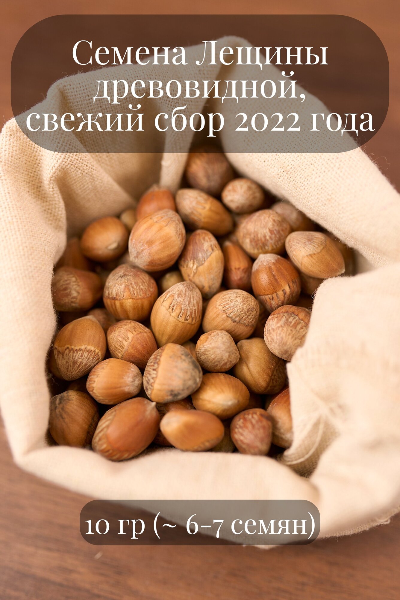 Семена Лещины древовидной, или Ореха медвежьего "Северный 42", морозостойкий фундук, 10 грамм (примерно 6 шт)